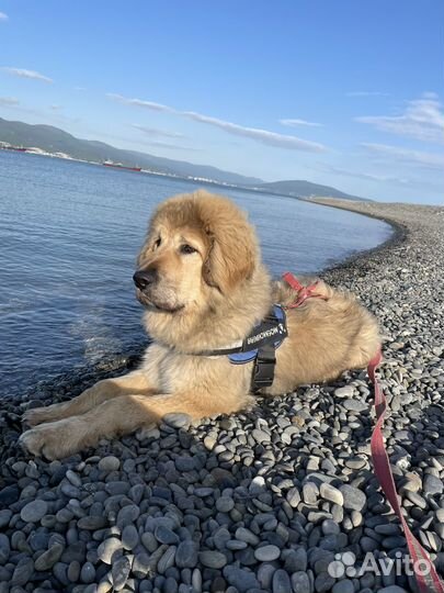 Собака для вязки