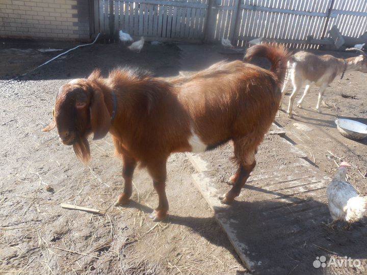 Козлик 50% шами,50% нуб