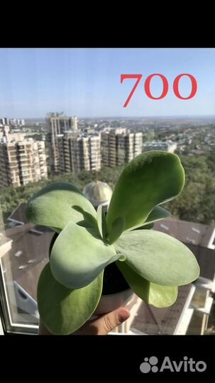 Суккуленты