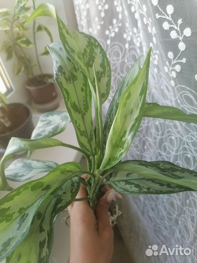 Аглаонема Сильвер Квин