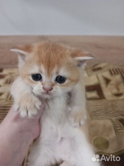 Котята британские