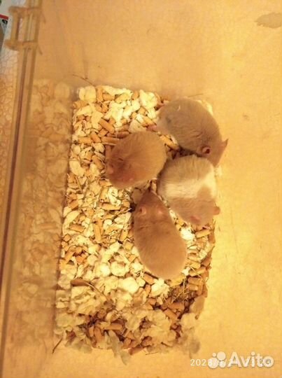 Самые ручные голубые рыжие коричневые хомяки