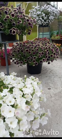 Петуния, вербена, алиссум вегетативные