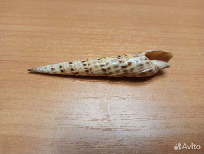 Морская раковина