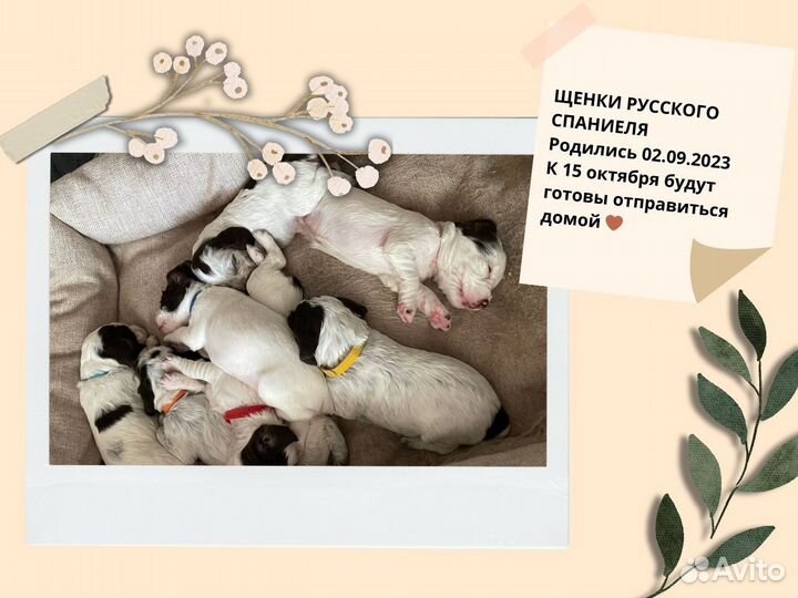 Щенки русского спаниеля