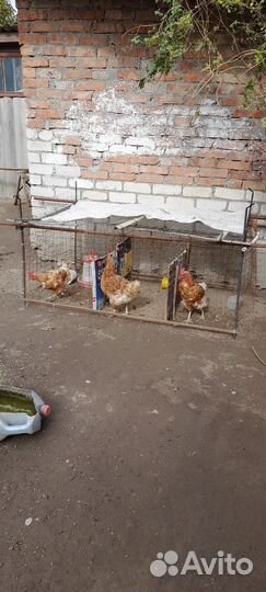 Куры несушки