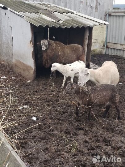 Баран и овцы