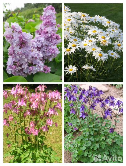 Многолетники