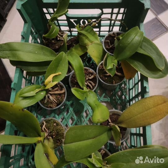 Орхидеи мини