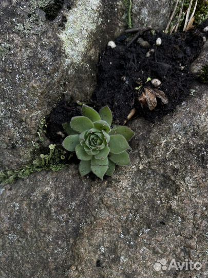 Молодило (Sempervivum)