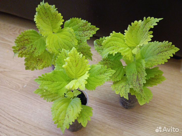 Колеус Аватар