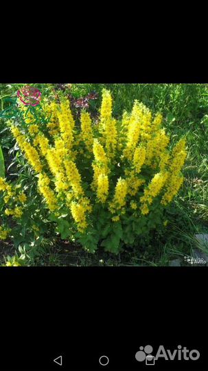 Многолетние цветы для сада