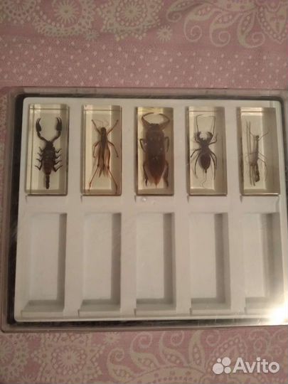 Насекомые и их знакомые