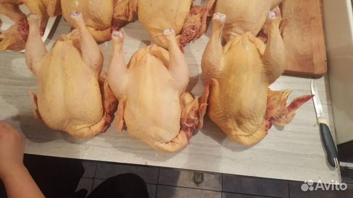 Домашние бройлеры, индейка