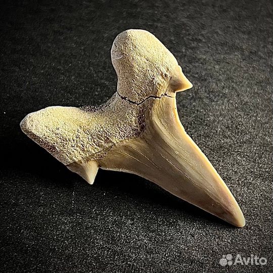 Зуб акулы Otodus окаменелость ископаемое