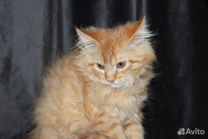 Котята пуховые