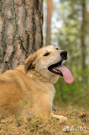 Собака в приюте