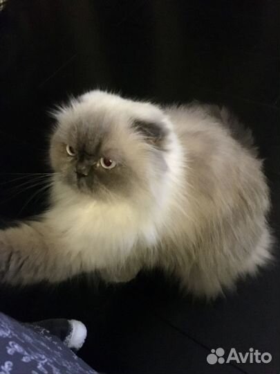 Отдам даром ласковую кошку. В связи с переездом