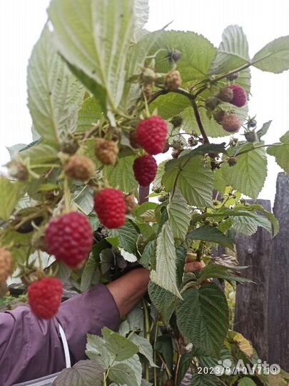 Ремонтантная малина