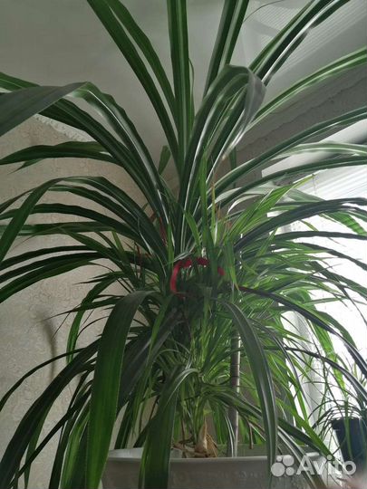 Пальма панданус