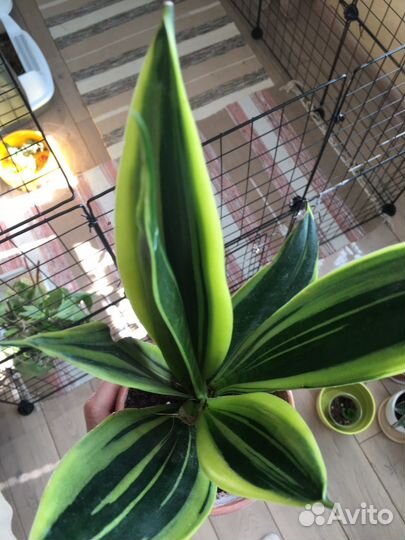 Сансевиерия голден flame