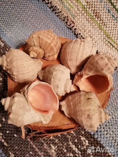 Ракушки разные