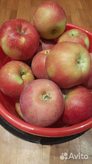Яблоки домашние