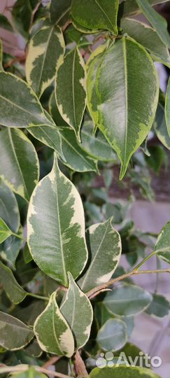 Фикус бенджамина большой