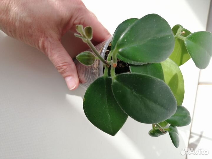 Эхинантус Мона Лиза