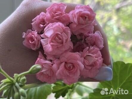 Пеларгония