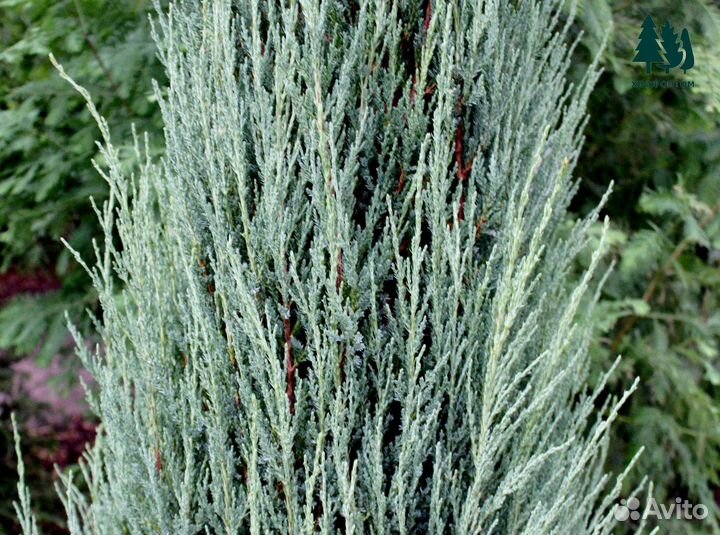 Можжевельник скайрокет артикул y-9875