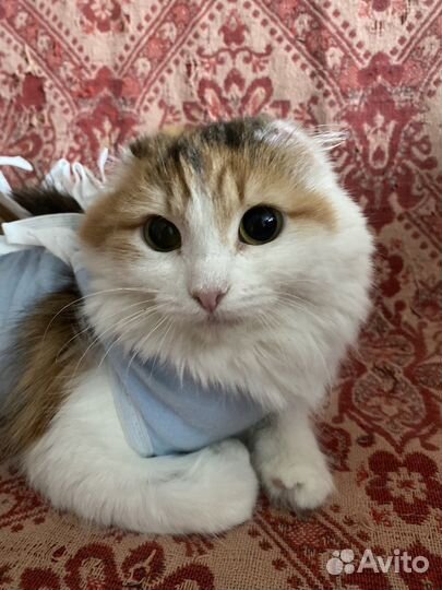 Кошка-мышеловка в добрые руки
