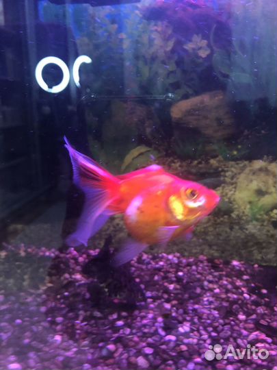 Аквариум с тумбой 50 литров