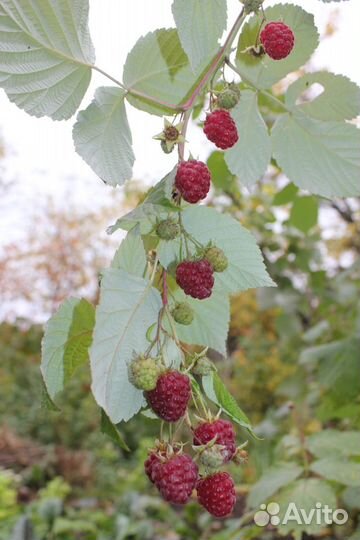 Малина ремонтантная 