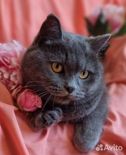 Британская кошка Плюша