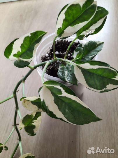 Сциндапсусы