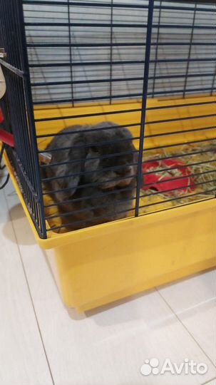 Кролик вислоухий