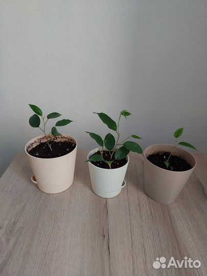 Фикус бенджамина отросток укорененный