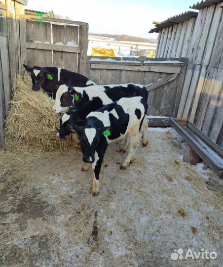 Бычки телята