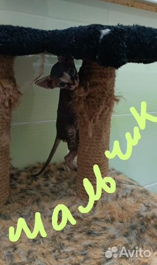 Канадский сфинкс