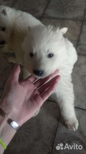 Белые Немцы бшо