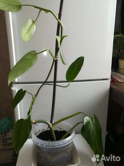Комнатные растения: Филодендрон