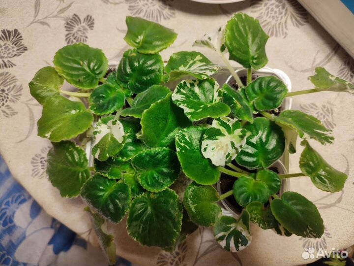 Фиалки сортовые детки