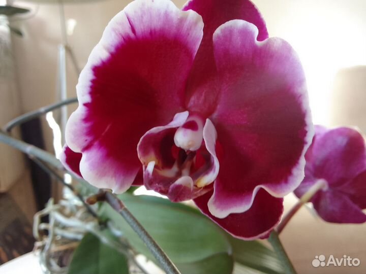 Орхидея Summer breath