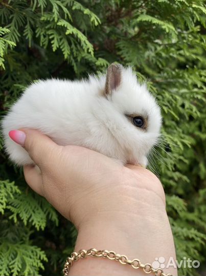 Карлики кролтки