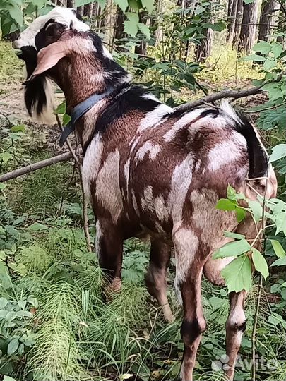 Козёл на покрытие. Дойная коза. Козлята