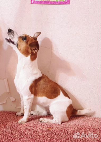 Джек рассел терьер (девочка). Бесплатно