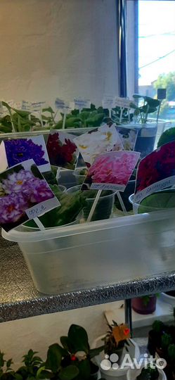 Сортовые фиалки листики