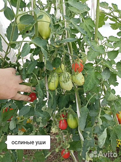 Семена помидор