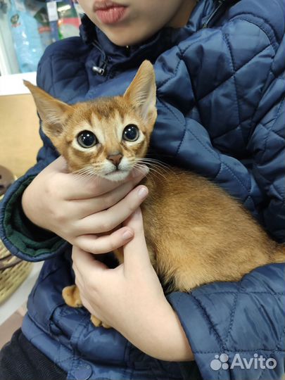 Абиссинские девчули